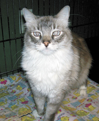 cat